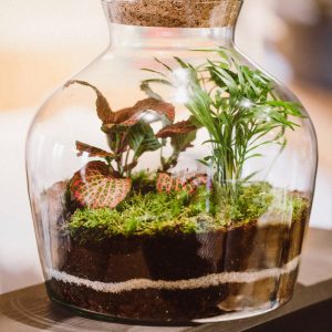 Atelier Terrarium
